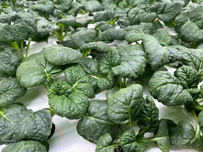 Chijimisai - Asian Spinach (4 oz)
