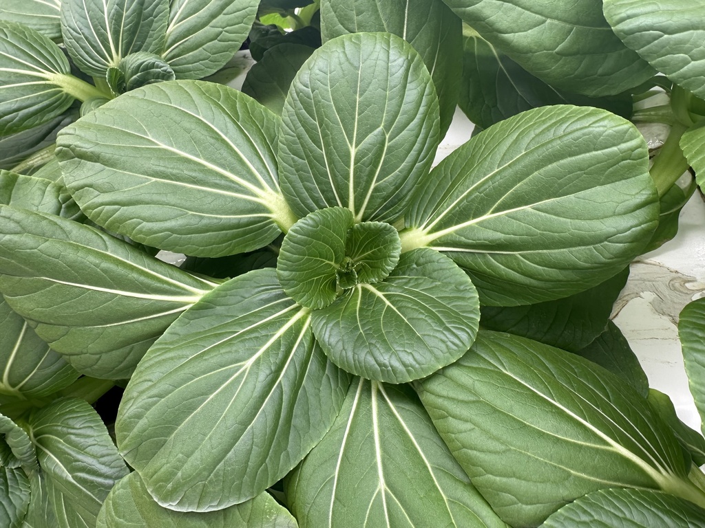 Li-Ren Baby Bok Choi (single heads)