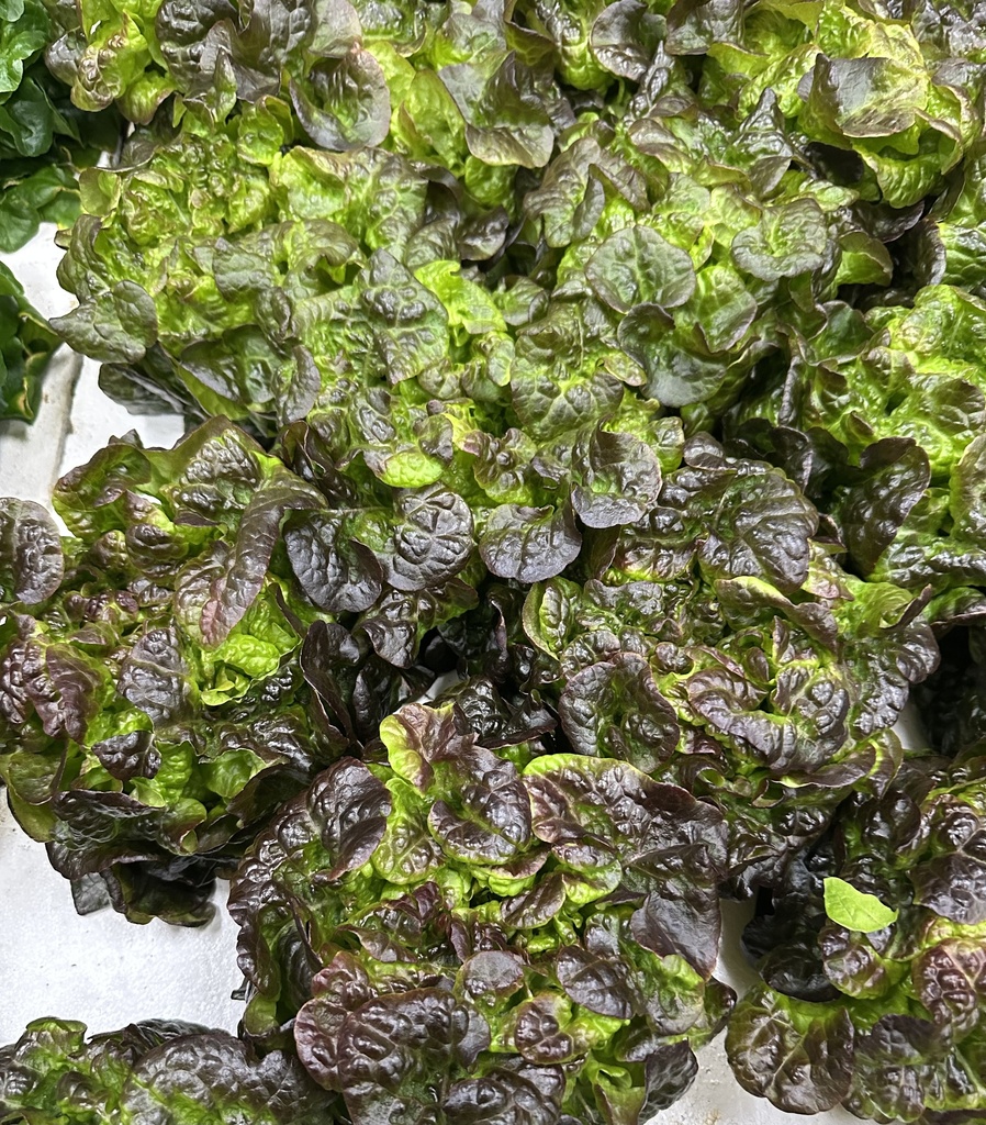 Rouxai Red Leaf Lettuce (single heads)