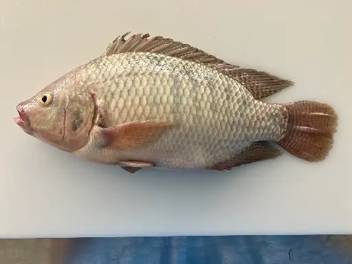 [TIL] Whole Tilapia