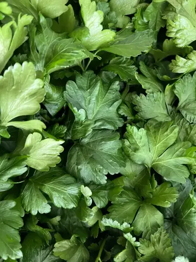 [FP1] Peone Flat Leaf Parsley (1 oz)