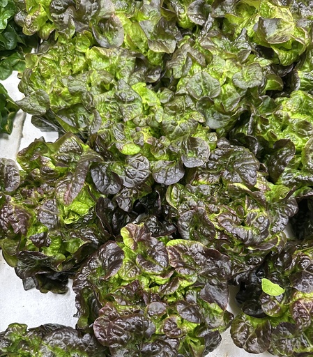 [RX1] Rouxai Red Leaf Lettuce (single heads)