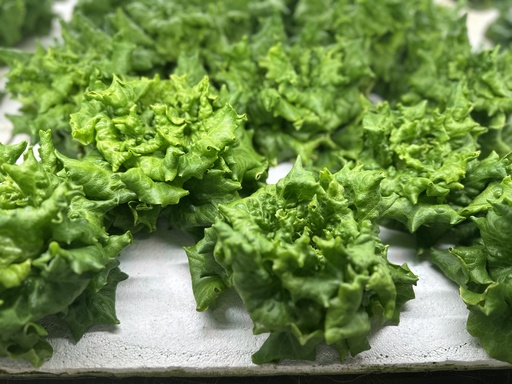[MU1] Muir Green Leaf Lettuce (single heads)