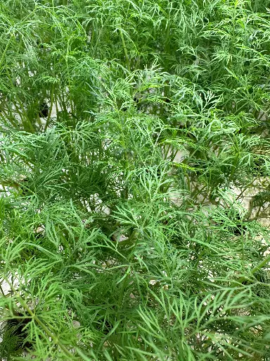 [DL1] Dill Sprigs (1 oz)