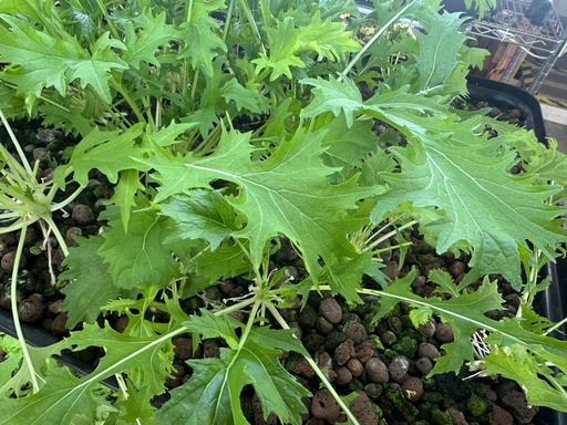 [MZ4] Mizuna Leaves (4oz Pack)