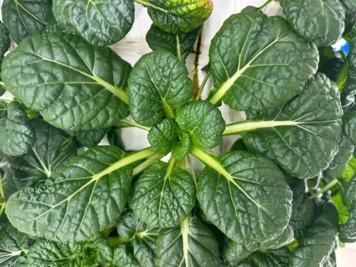 [CAS16] Chijimisai - Asian Spinach (1lb Pack)